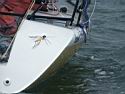 breizh mosquito_10.JPG